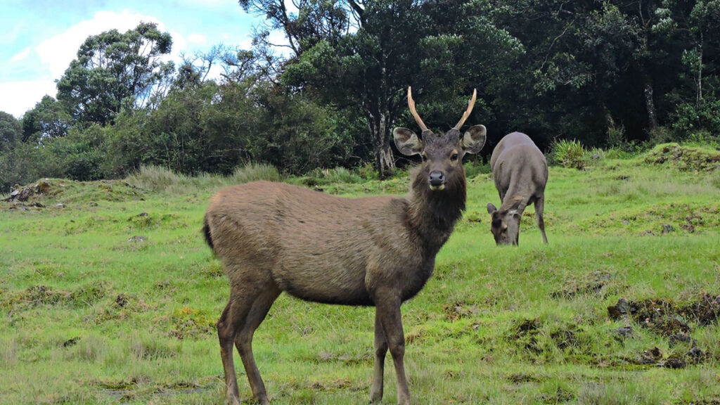 horton plains