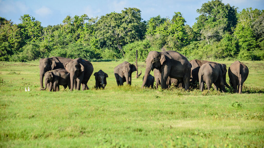 minneriya national park