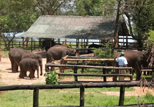 Elephant Transit Home