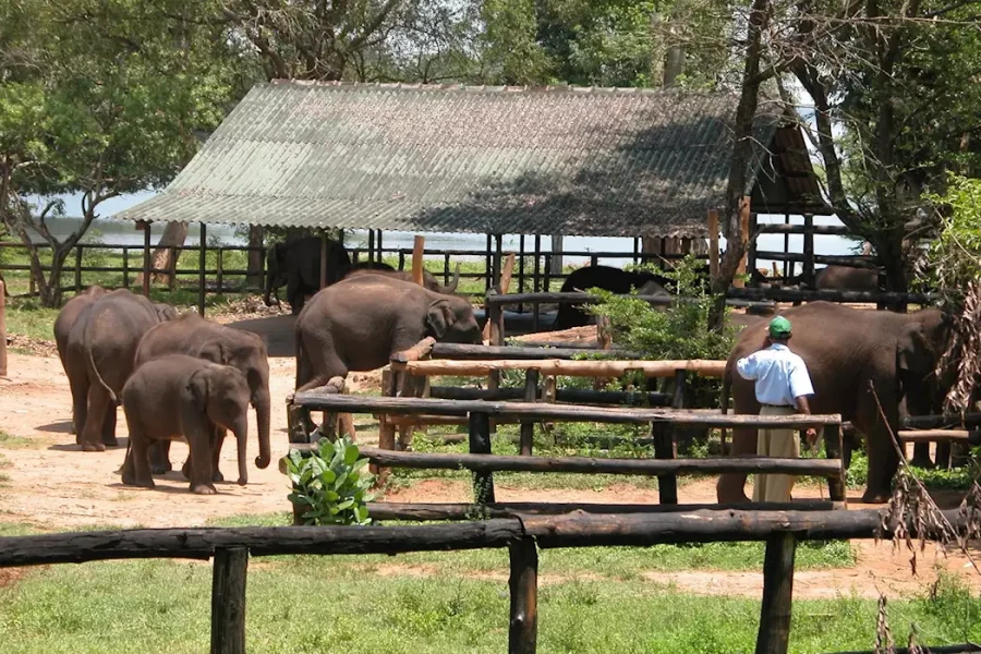 Elephant Transit Home