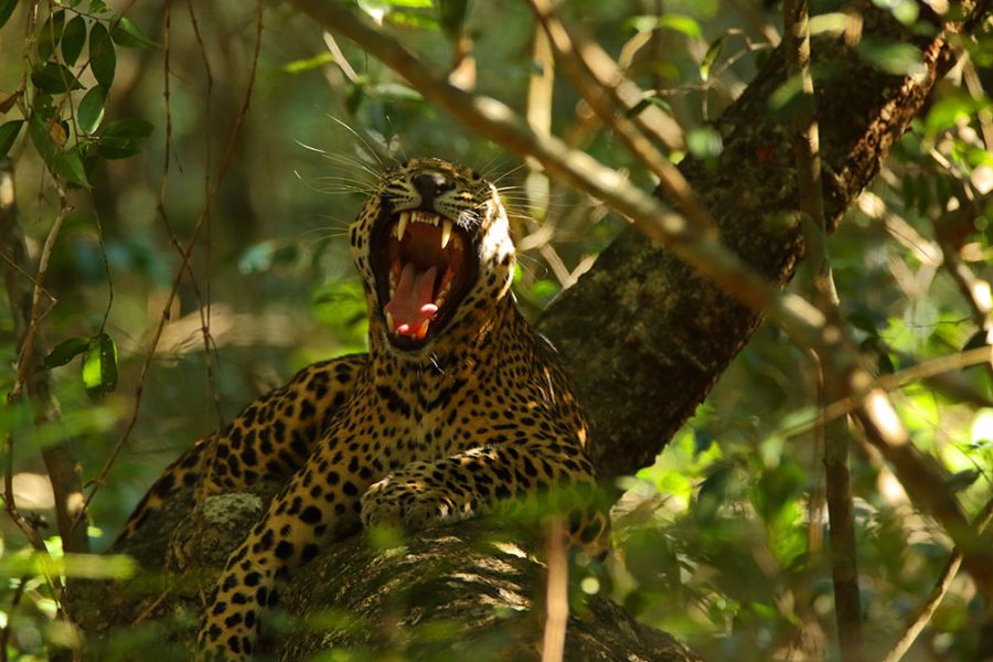 Lunugamvehera National Park