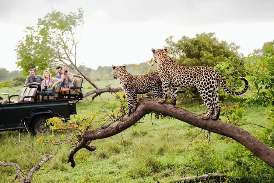 yala safari